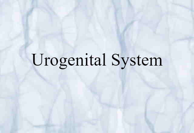 urogenital system