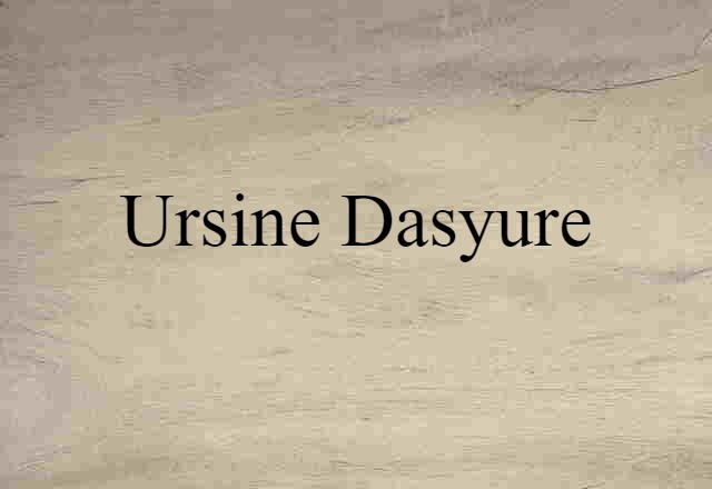 ursine dasyure