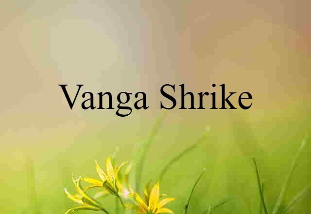 vanga shrike