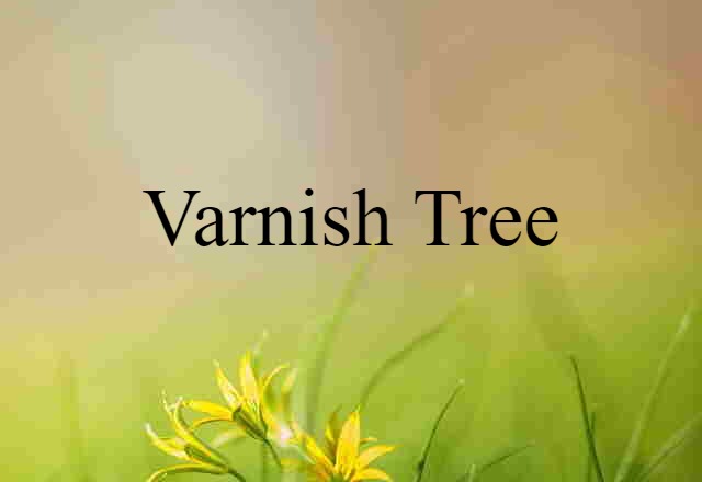 Varnish Tree (noun) Definition, Meaning & Examples