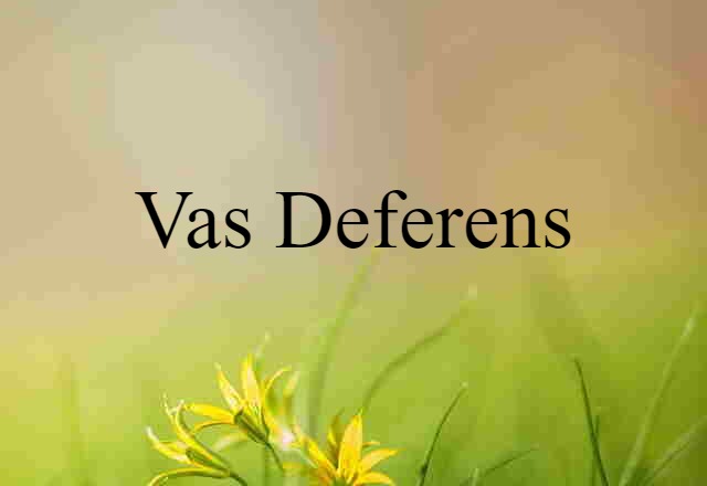 Vas Deferens (noun) Definition, Meaning & Examples