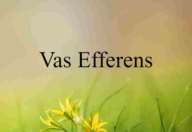 vas efferens