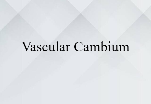 vascular cambium