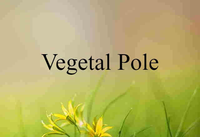 Vegetal Pole (noun) Definition, Meaning & Examples