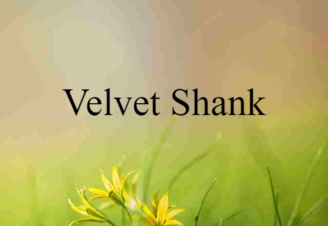 velvet shank