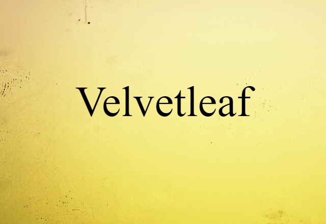 velvetleaf