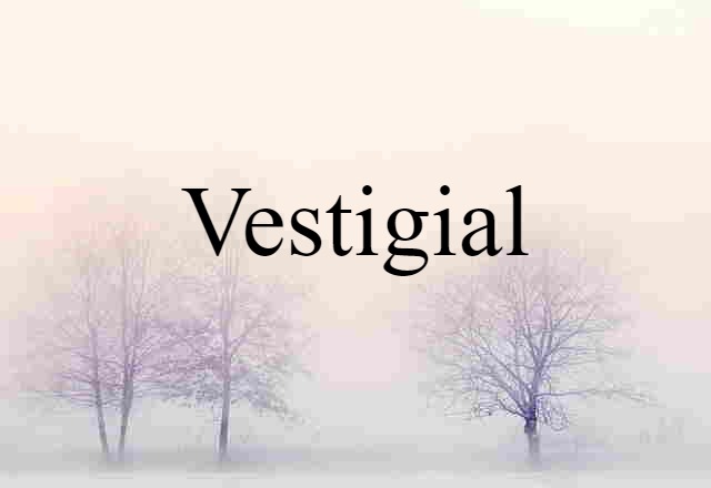 Vestigial (noun) Definition, Meaning & Examples