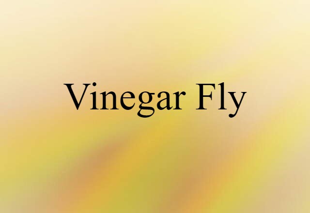 Vinegar Fly (noun) Definition, Meaning & Examples