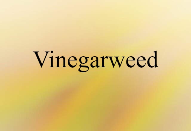 vinegarweed