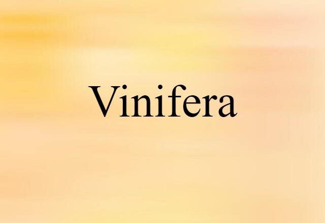 Vinifera (noun) Definition, Meaning & Examples