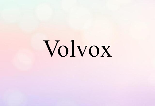 volvox