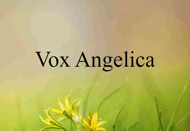 vox angelica