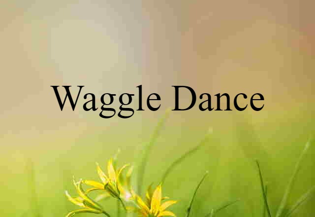 Waggle Dance (noun) Definition, Meaning & Examples