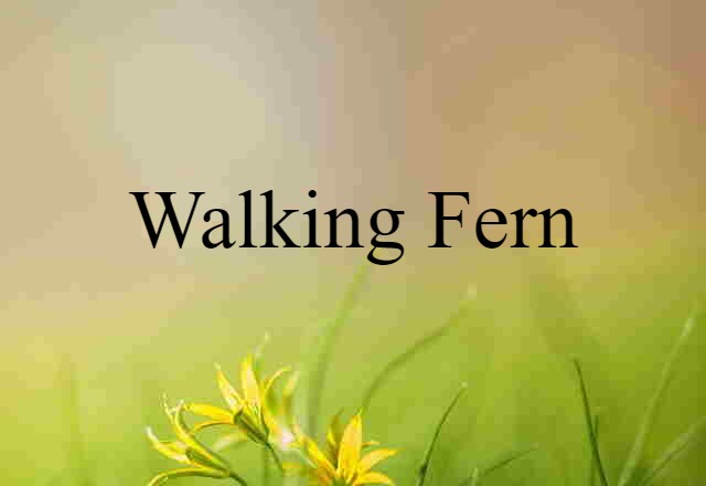 walking fern