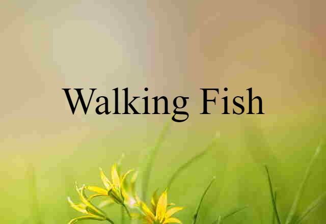 Walking Fish (noun) Definition, Meaning & Examples