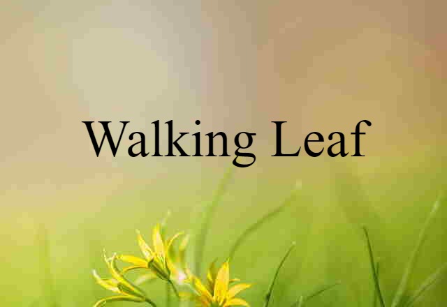 walking leaf