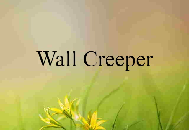 Wall Creeper (noun) Definition, Meaning & Examples