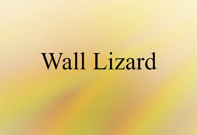 wall lizard