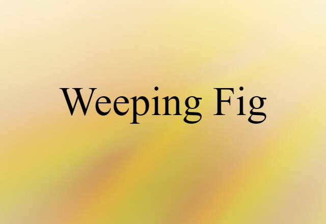 weeping fig