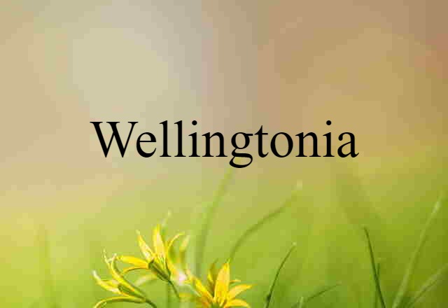 wellingtonia