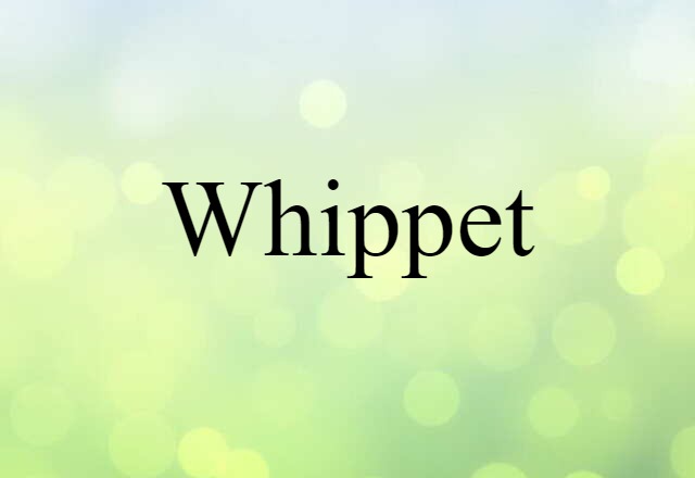 whippet