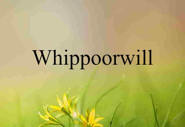 whippoorwill