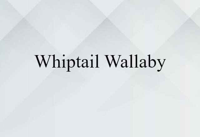 whiptail wallaby