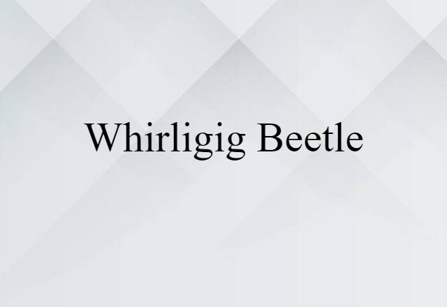 whirligig beetle