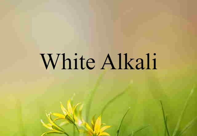 White Alkali (noun) Definition, Meaning & Examples