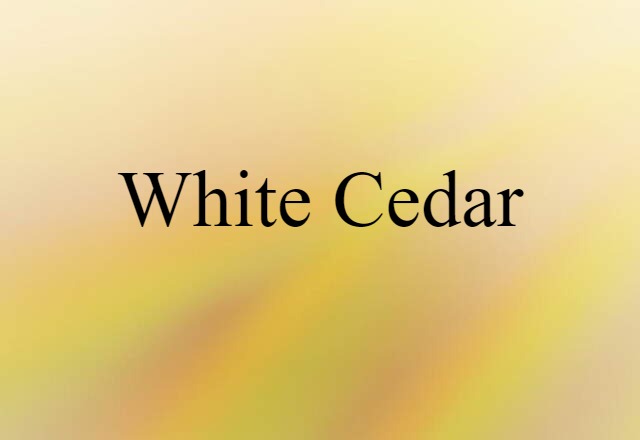 White Cedar (noun) Definition, Meaning & Examples