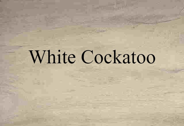 White Cockatoo (noun) Definition, Meaning & Examples