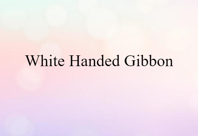 white-handed gibbon