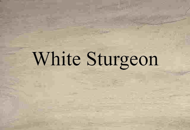 White Sturgeon (noun) Definition, Meaning & Examples