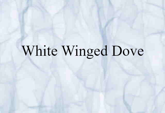 white-winged dove