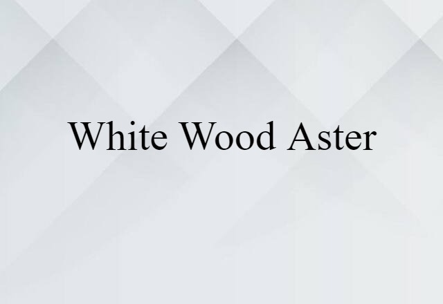 white wood aster