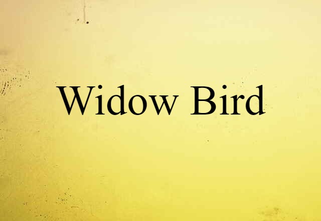 Widow Bird (noun) Definition, Meaning & Examples