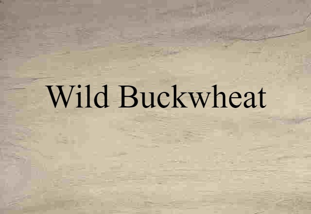 wild buckwheat