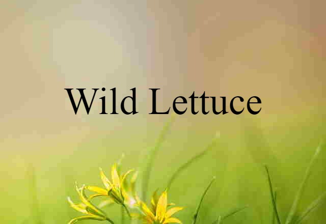 Wild Lettuce (noun) Definition, Meaning & Examples