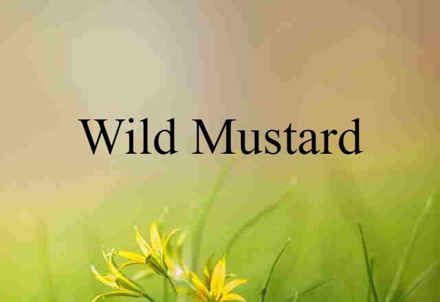 Wild Mustard (noun) Definition, Meaning & Examples