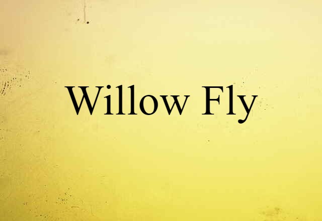 Willow Fly (noun) Definition, Meaning & Examples