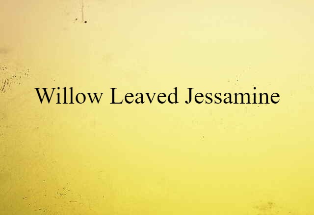 Willow-leaved Jessamine (noun) Definition, Meaning & Examples