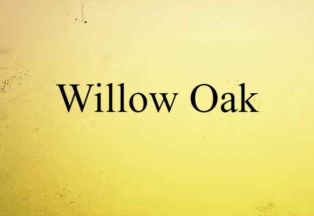 Willow Oak (noun) Definition, Meaning & Examples