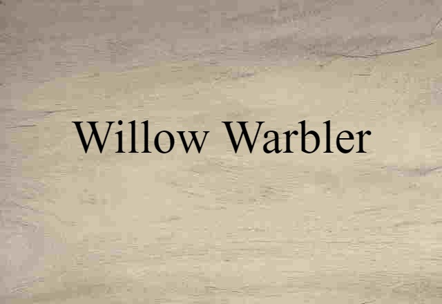 Willow Warbler (noun) Definition, Meaning & Examples