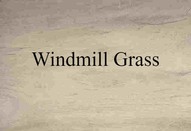 Windmill Grass (noun) Definition, Meaning & Examples