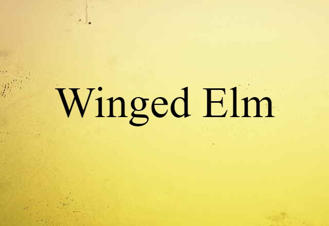 winged elm