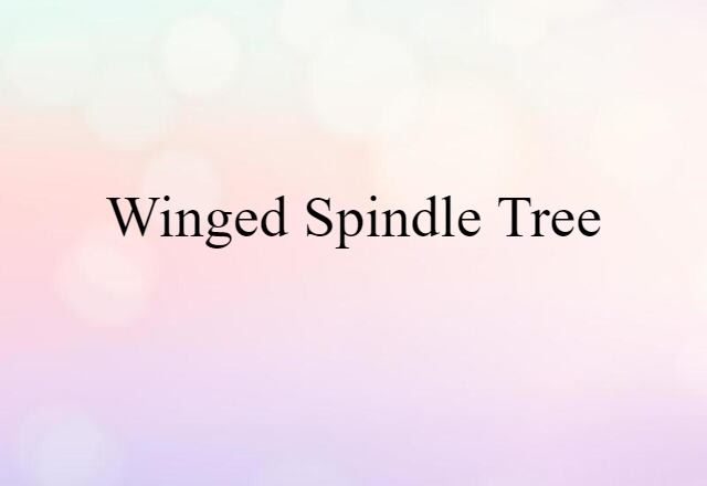 winged spindle tree