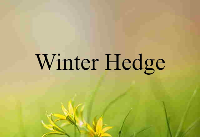 Winter Hedge (noun) Definition, Meaning & Examples