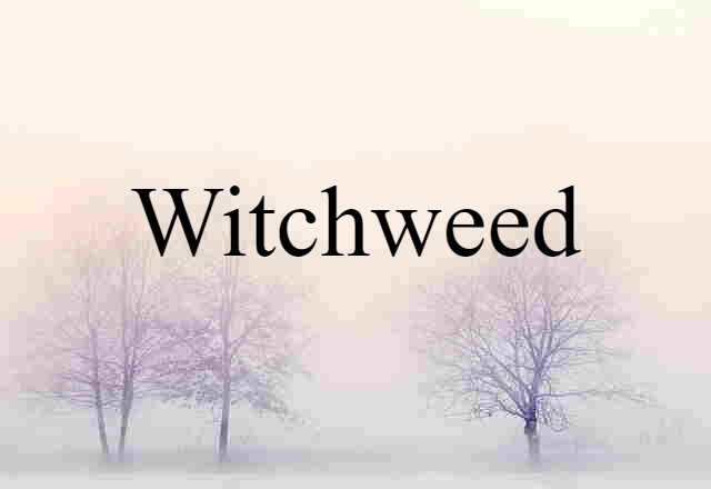 Witchweed (noun) Definition, Meaning & Examples