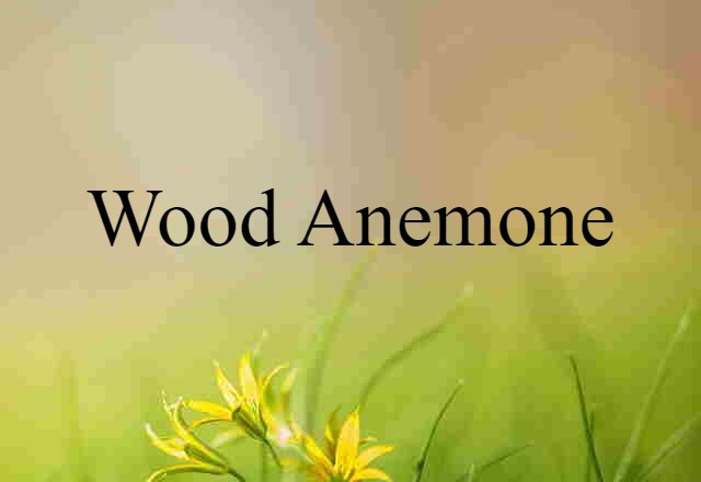 Wood Anemone (noun) Definition, Meaning & Examples