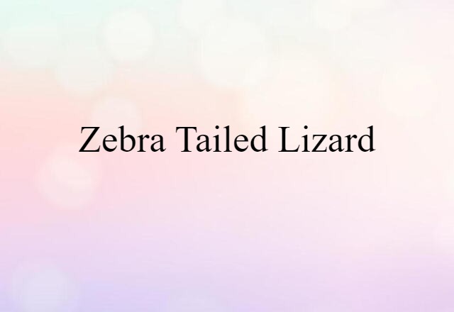 zebra-tailed lizard